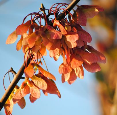 red maple seeds